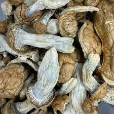 Beställa Magic Mushroom