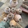Köp Papaver somniferum