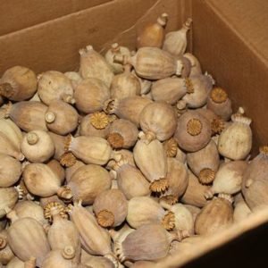 Köp opium